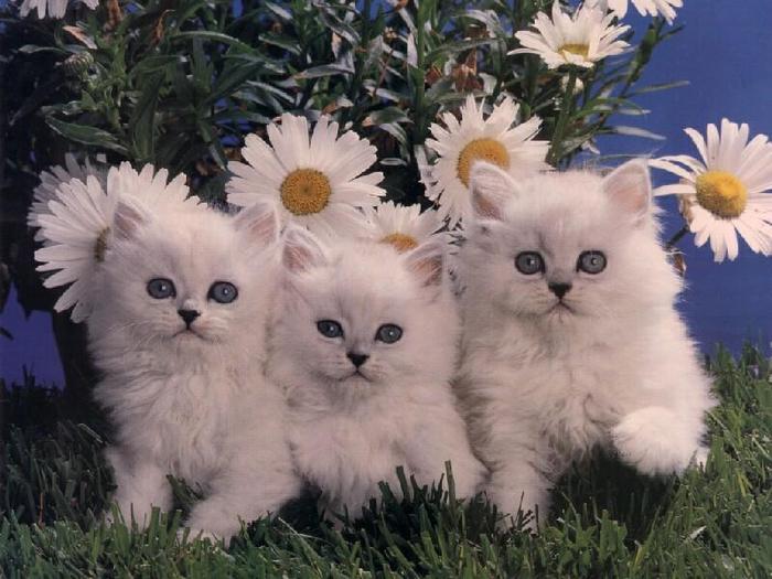 9712640qEPHErulrp_ph - xD PiSiCuTzE