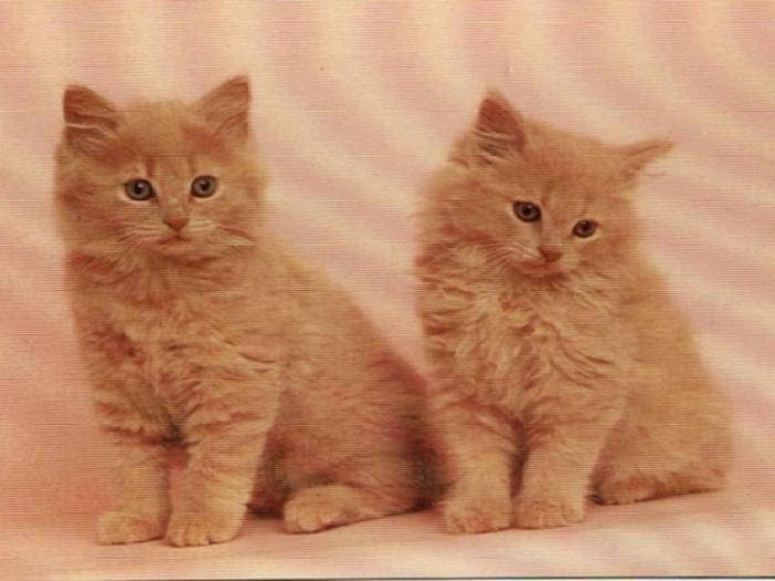 9712680EVRPPgNGCd_ph - xD PiSiCuTzE