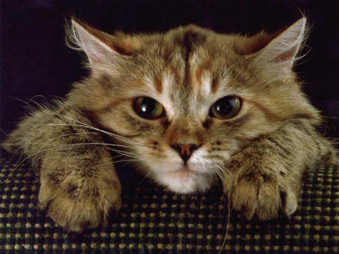Kitty Bored - xD PiSiCuTzE