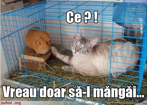 poze-amuzante-poza-amuzanta-pisica-vrea-sa-manance-porcusorul-de-guinee-dar-este-prinsa-in-flagrant