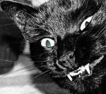 poze-halloween-pisici-negre-imagini - xD PiSiCi VoRbItOaRe