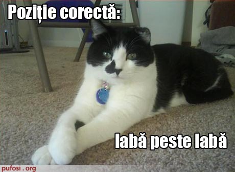 poze-amuzante-pisica-sta-picior-peste-picior