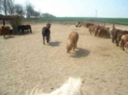 SP9RG84946FUBA1QJ683ANVSE