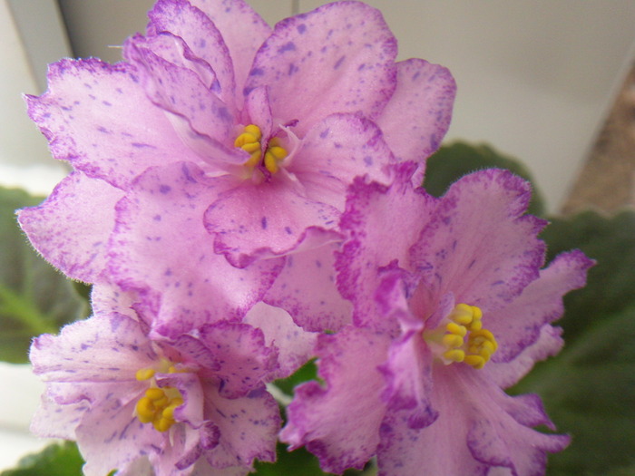 OZIO - VIOLETE AFRICANE saintpaulia  2010-2011                                                             