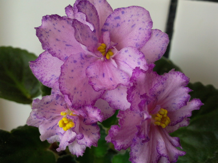 OZIO - VIOLETE AFRICANE saintpaulia  2010-2011                                                             