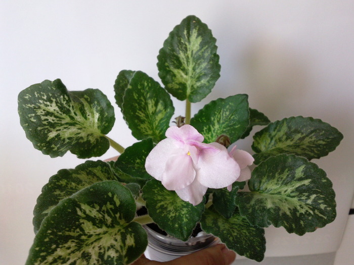 GENETIC BLUSH - VIOLETE AFRICANE saintpaulia  2010-2011                                                             