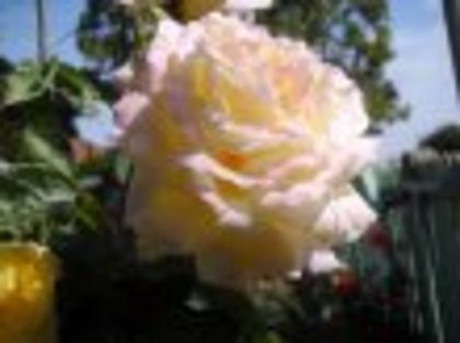 Picture_008_2 - trandafiri