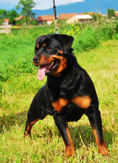 geisha,adamsrott         9 luni - rottweiler canisa adamsrott