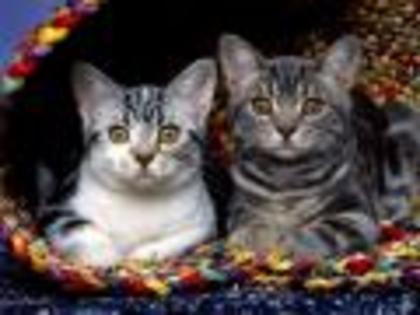 Cat From TV Cats Wallpapers Poze Pisici Pisicute - animale