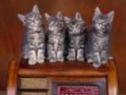 Coon Kittens Cats Wallpapers Poze Pisici Pisicute Pictures - animale