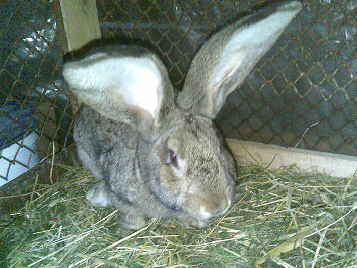 04062010(002) - Poze iepuri 04-06-2010