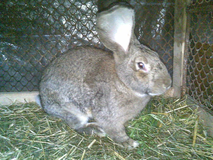 04062010(004) - Poze iepuri 04-06-2010