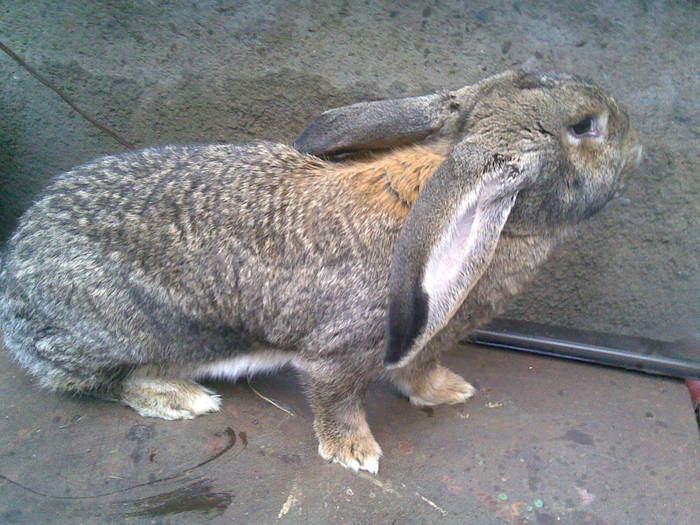 04062010(008) - Poze iepuri 04-06-2010