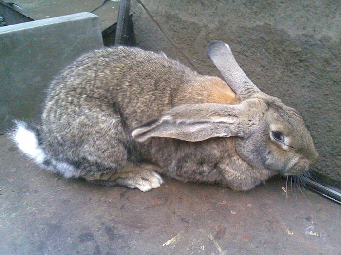 04062010(011) - Poze iepuri 04-06-2010