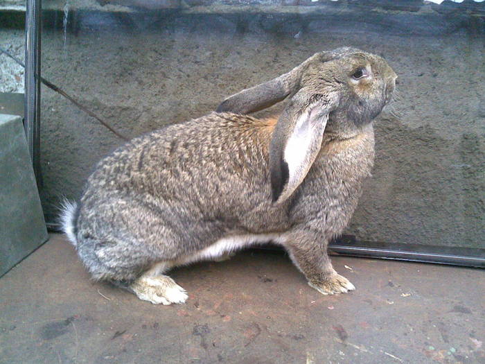 04062010(012) - Poze iepuri 04-06-2010