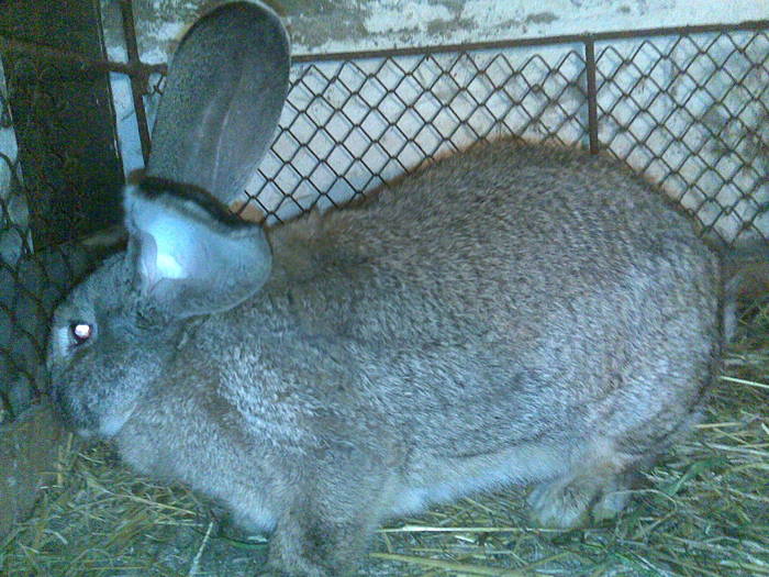 04062010(013) - Poze iepuri 04-06-2010