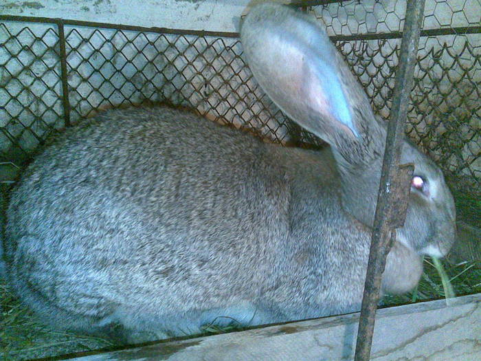 04062010(014) - Poze iepuri 04-06-2010