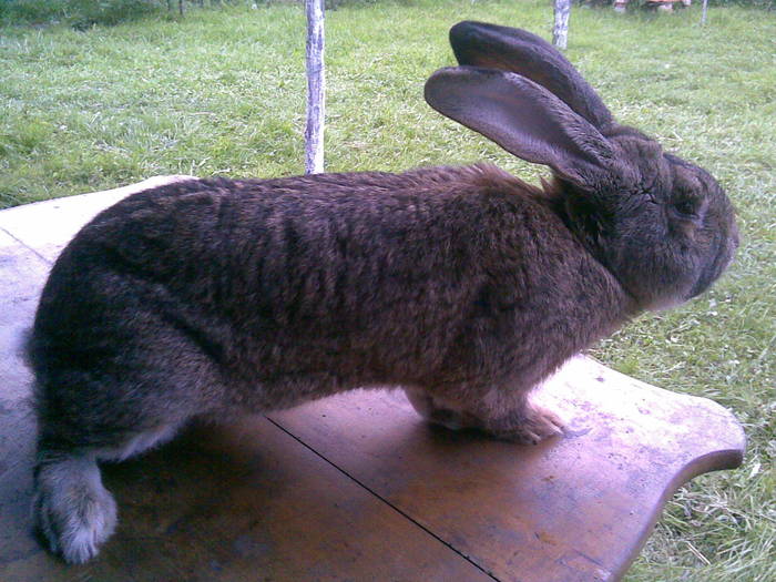 04062010(017) - Poze iepuri 04-06-2010