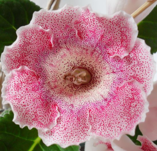 Tigrina Pink L - Gloxinii 2010