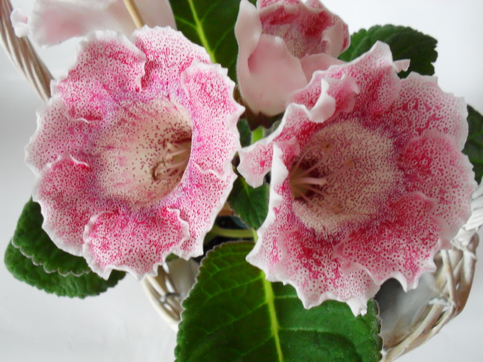 Tigrina Pink L - Gloxinii 2010