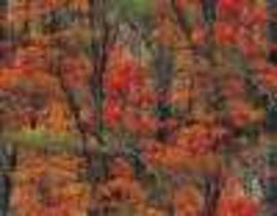 autumn-forest-red