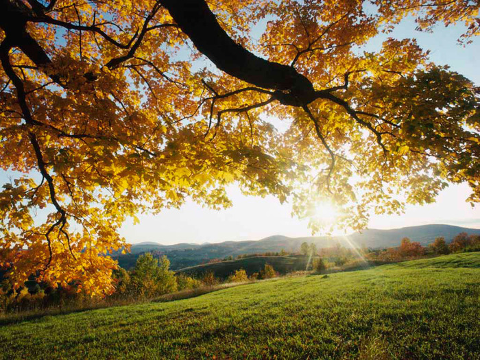 Autumn Leaves - poze cu flori si animale