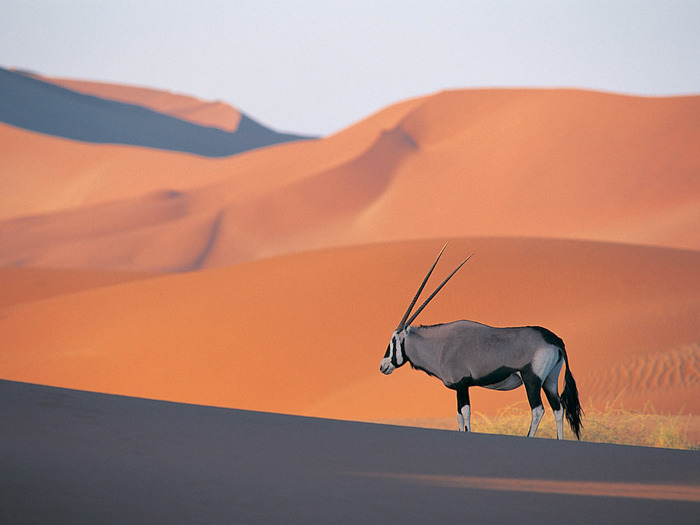 Oryx Antelope - poze cu flori si animale