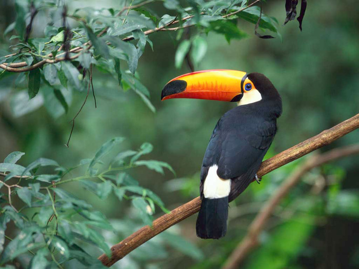 Toco Toucan - poze cu flori si animale