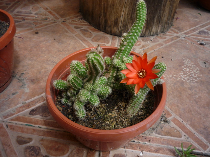 P1030691 - cactusi si suculente