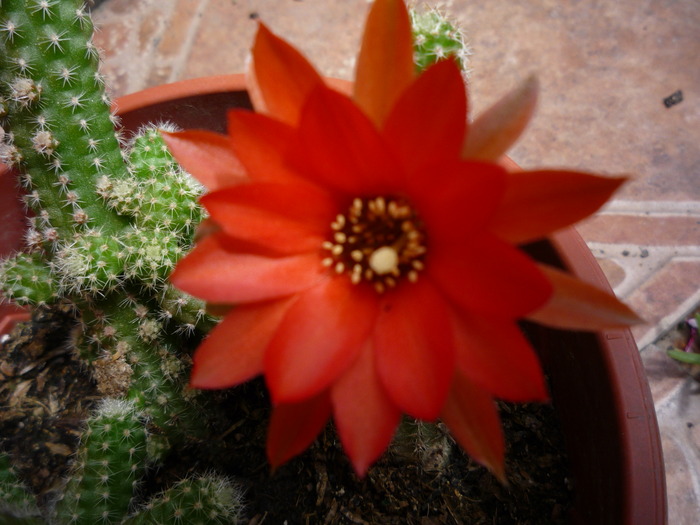 P1030692 - cactusi si suculente