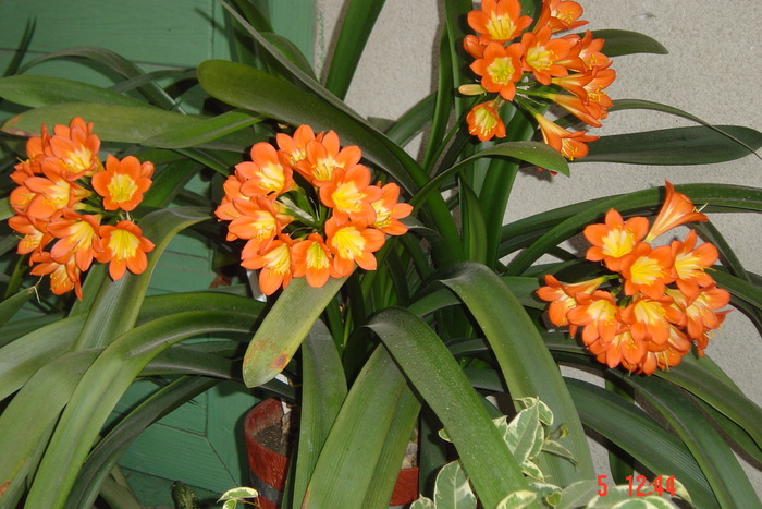 poze noi 255 - 2012 CLIVIA 2010-2011