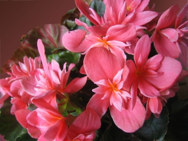 begonia - flori 2010-A