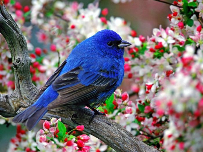 Blue_Bird - PASARI