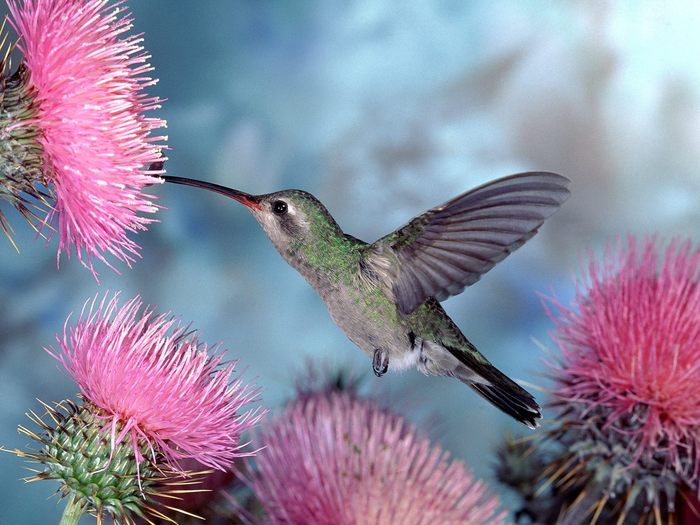 Broad-billed_Hummingbird - PASARI