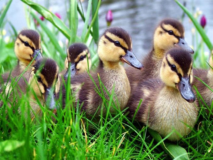 ducks_large_www.portal-info.ro - PASARI