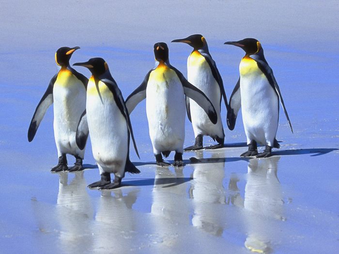 Five_King_Penguins%2C_Falkland_Islands%2C_Atlantic_Ocean - PASARI