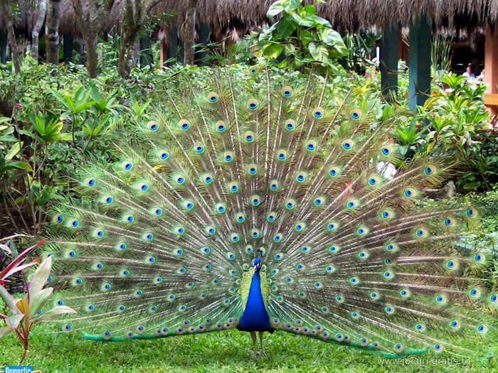 paun-peacock-paon-pfau-pavone-wallpaper_1024x768