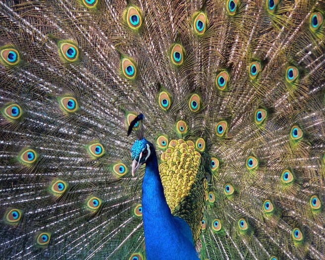 Peafowl - PASARI