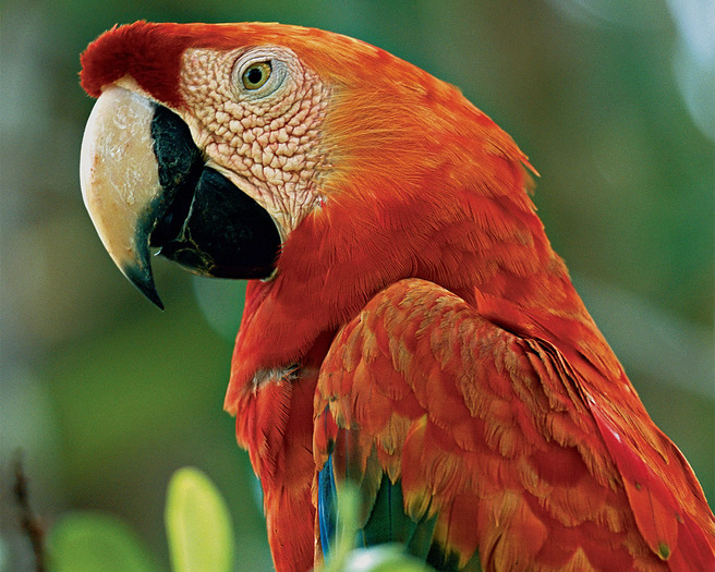 Scarlet_Macaw - PASARI