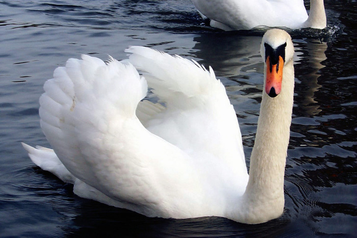 White_Swan%2C_Regent%27s_Park%2C_London - PASARI