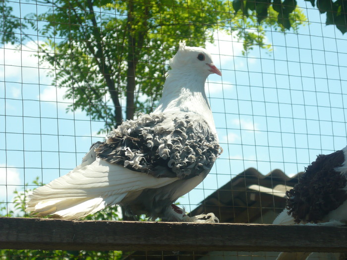 porumbel cret albatsru - porumbei frezati creti capaciti