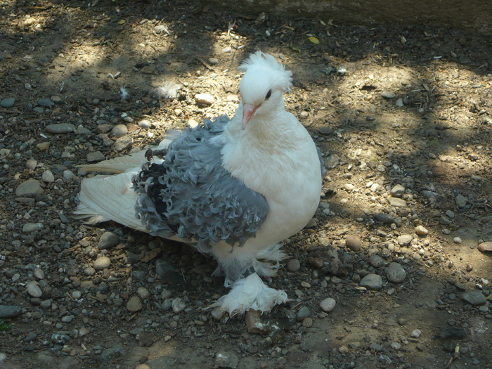 porumbel frezat albatstru - porumbei frezati creti capaciti