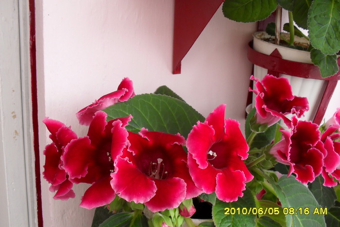 flori-05 003 - Flori 2010