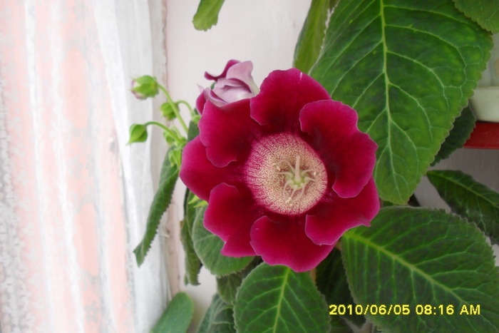 flori-05 001 - Flori 2010