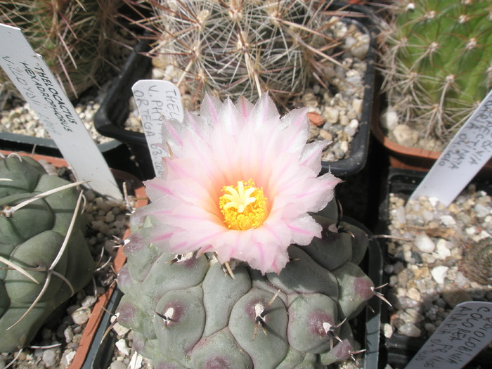 Thelo phymatothele - Thelocactus