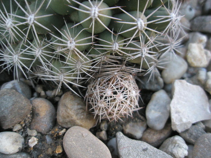 puiul mic care este la distanta de rana