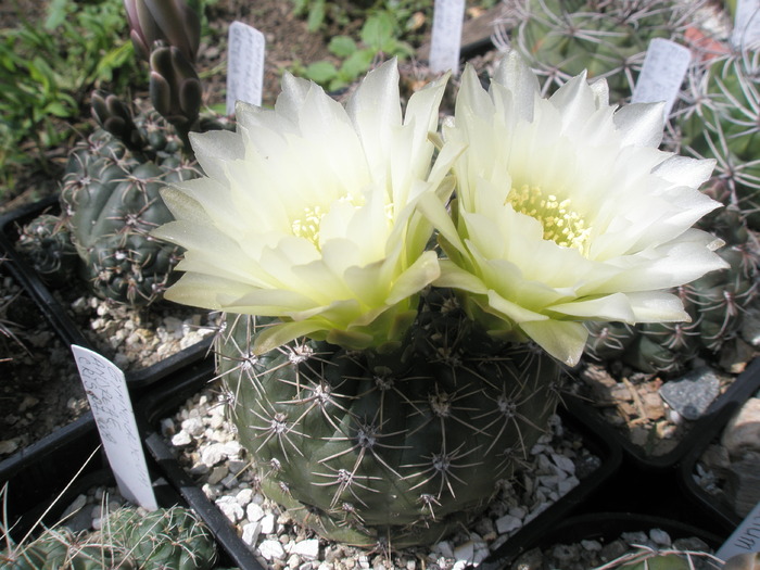 Gymnocalycium schlitzianu - 05.06 - Gymnocalycium