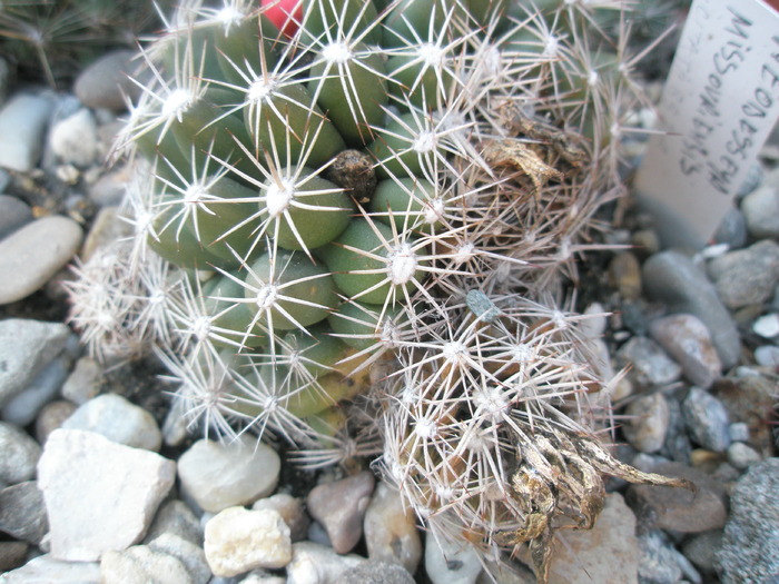 parte verde cu uscata - Plante de EXTERIOR