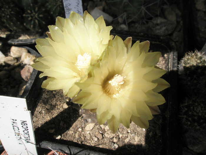 Gymno schlitzianum - flori (galben pal ) - Gymnocalycium