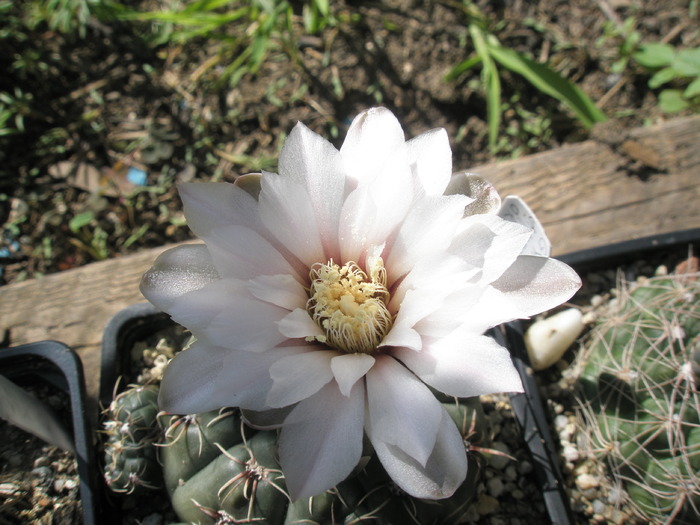 Gymnocalycium amerhauseri - floare
